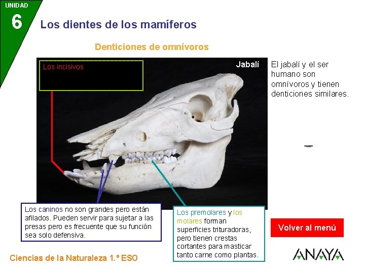 UNIDAD 6 3 Los dientes de los mamíferos Denticiones de omnívoros Los incisivos son