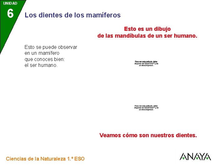 UNIDAD 6 3 Los dientes de los mamíferos Esto es un dibujo de las