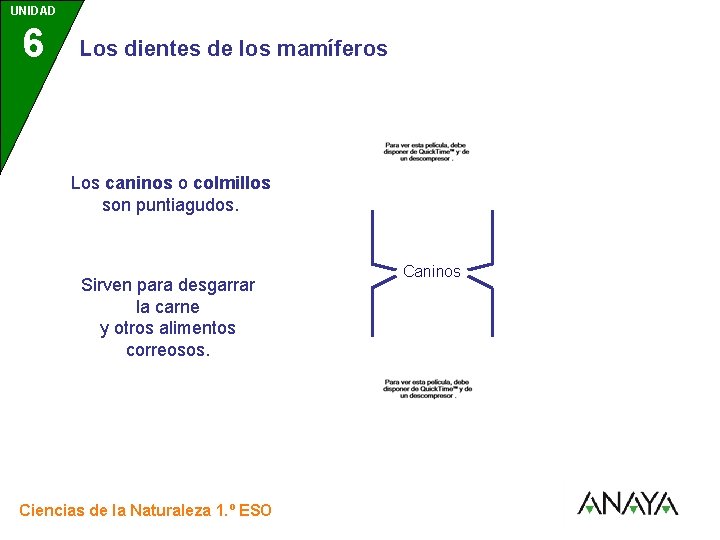 UNIDAD 6 3 Los dientes de los mamíferos Los caninos o colmillos son puntiagudos.