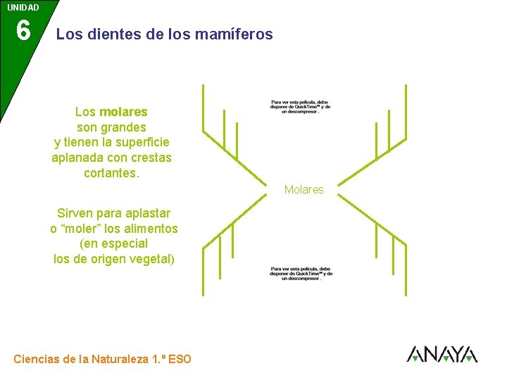 UNIDAD 6 3 Los dientes de los mamíferos Los molares son grandes y tienen