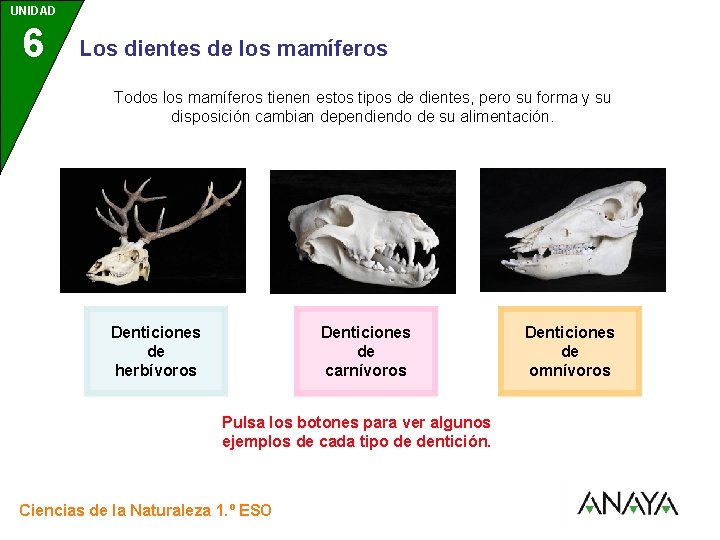 UNIDAD 6 3 Los dientes de los mamíferos Todos los mamíferos tienen estos tipos