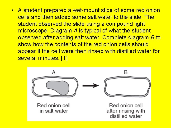  • A student prepared a wet-mount slide of some red onion cells and