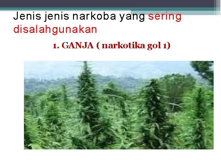 Jenis jenis narkoba yang sering disalahgunakan 1. GANJA ( narkotika gol 1) Jenis jenis narkoba yang sering disalahgunakan 1. GANJA ( narkotika gol 1)