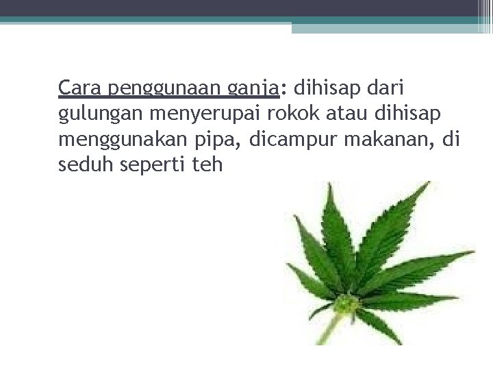Cara penggunaan ganja: dihisap dari gulungan menyerupai rokok atau dihisap menggunakan pipa, dicampur makanan, Cara penggunaan ganja: dihisap dari gulungan menyerupai rokok atau dihisap menggunakan pipa, dicampur makanan,