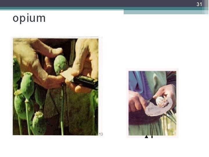 31 opium 31 opium
