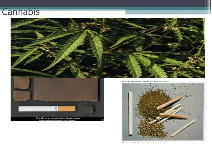 Cannabis Cannabis