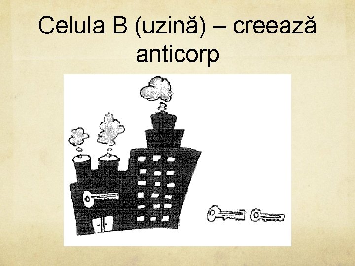 Celula B (uzină) – creează anticorp 