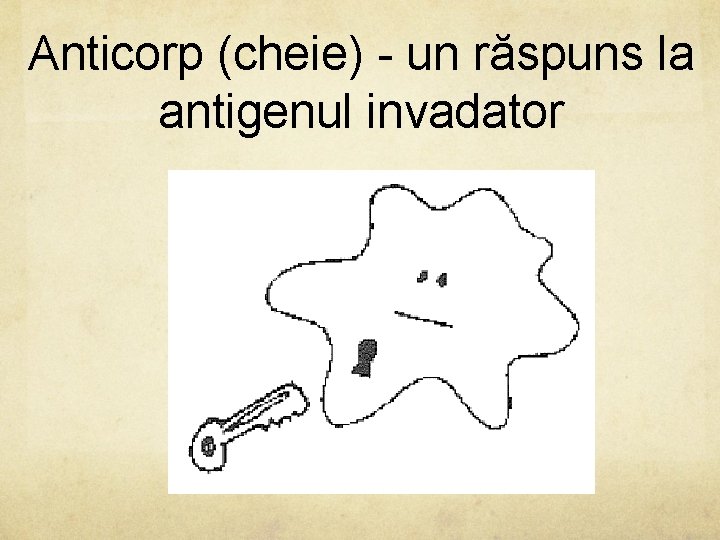 Anticorp (cheie) - un răspuns la antigenul invadator 
