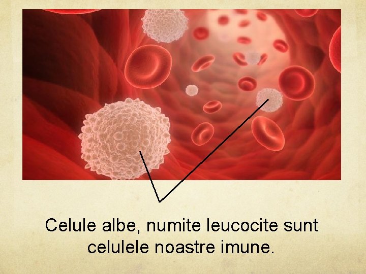 Celule albe, numite leucocite sunt celulele noastre imune. 
