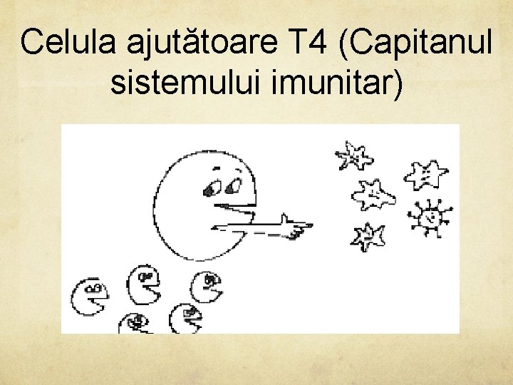 Celula ajutătoare T 4 (Capitanul sistemului imunitar) 