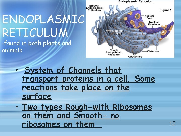 ENDOPLASMIC RETICULUM -found in both plants and animals • System of Channels that transport