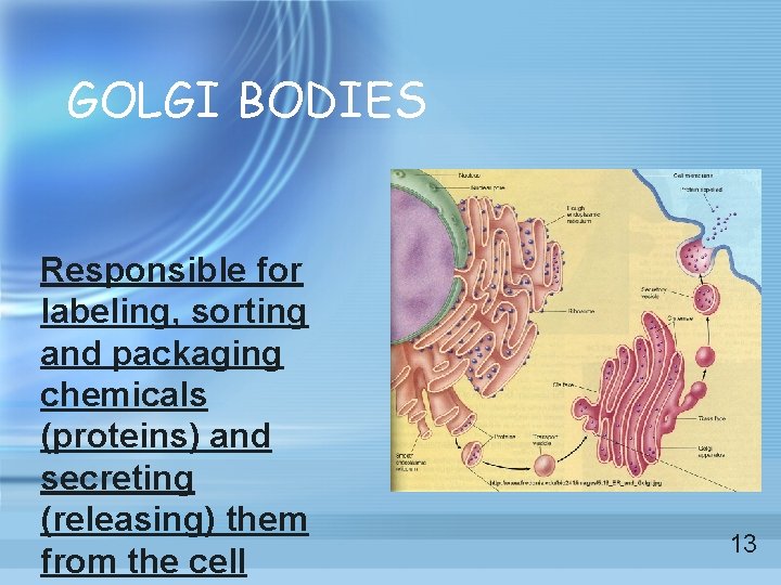 GOLGI BODIES Responsible for labeling, sorting and packaging chemicals (proteins) and secreting (releasing) them