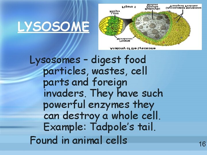 LYSOSOME Lysosomes – digest food particles, wastes, cell parts and foreign invaders. They have