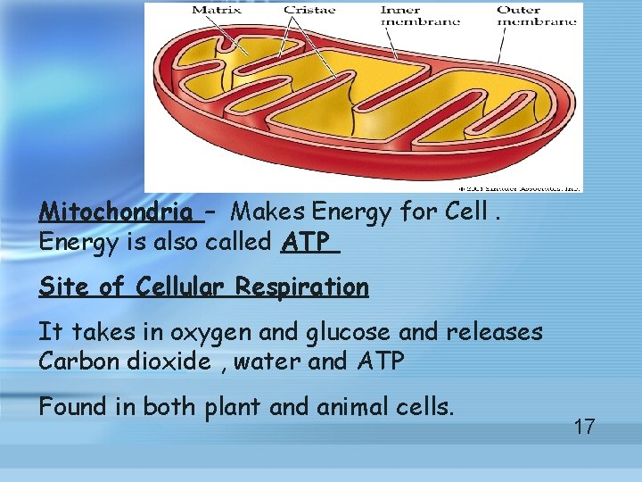 Mitochondria – Makes Energy for Cell. Energy is also called ATP Site of Cellular