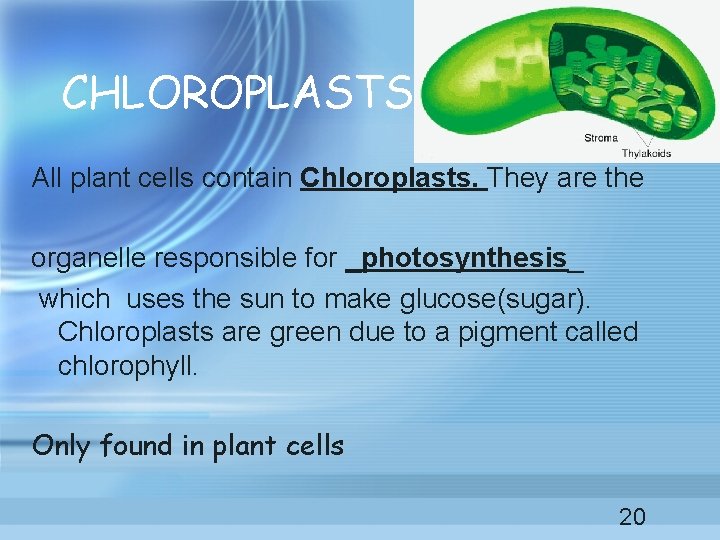 CHLOROPLASTS All plant cells contain Chloroplasts. They are the organelle responsible for _photosynthesis_ which