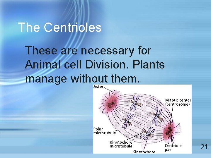 The Centrioles These are necessary for Animal cell Division. Plants manage without them. 21