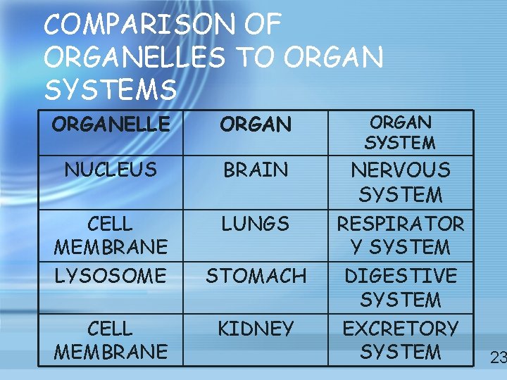 COMPARISON OF ORGANELLES TO ORGAN SYSTEMS ORGANELLE ORGAN SYSTEM NUCLEUS BRAIN CELL MEMBRANE LYSOSOME