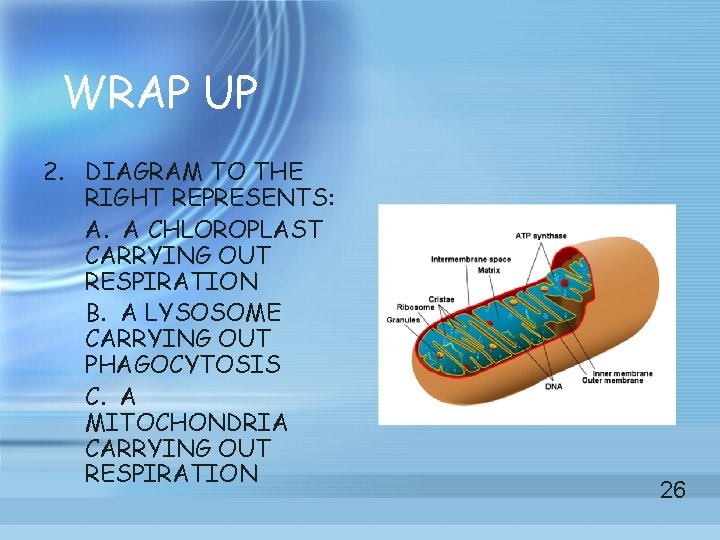 WRAP UP 2. DIAGRAM TO THE RIGHT REPRESENTS: A. A CHLOROPLAST CARRYING OUT RESPIRATION