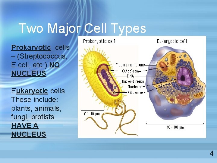 Two Major Cell Types Prokaryotic cells – (Streptococcus, E. coli, etc. ) NO NUCLEUS