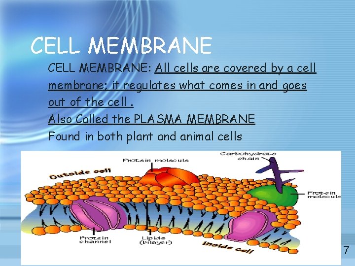 CELL MEMBRANE: All cells are covered by a cell membrane; it regulates what comes