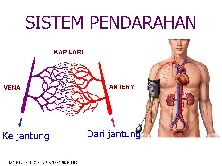 SISTEM PENDARAHAN KAPILARI VENA Ke jantung MOHDSANUSI/PAPJB/J 38590/JAN 08 ARTERY Dari jantung SISTEM PENDARAHAN KAPILARI VENA Ke jantung MOHDSANUSI/PAPJB/J 38590/JAN 08 ARTERY Dari jantung