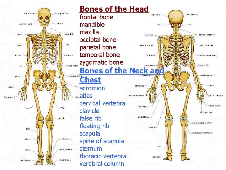 Bones of the Head frontal bone mandible maxilla occiptal bone parietal bone temporal bone