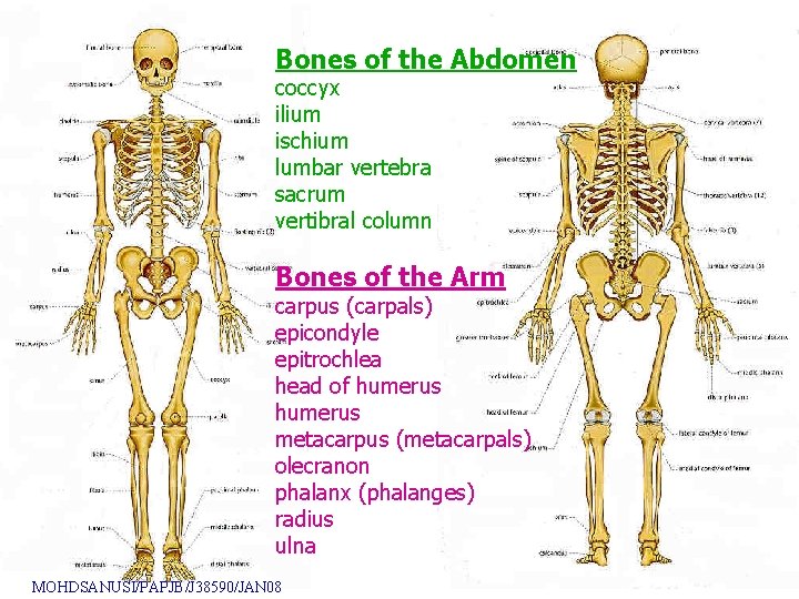 Bones of the Abdomen coccyx ilium ischium lumbar vertebra sacrum vertibral column Bones of