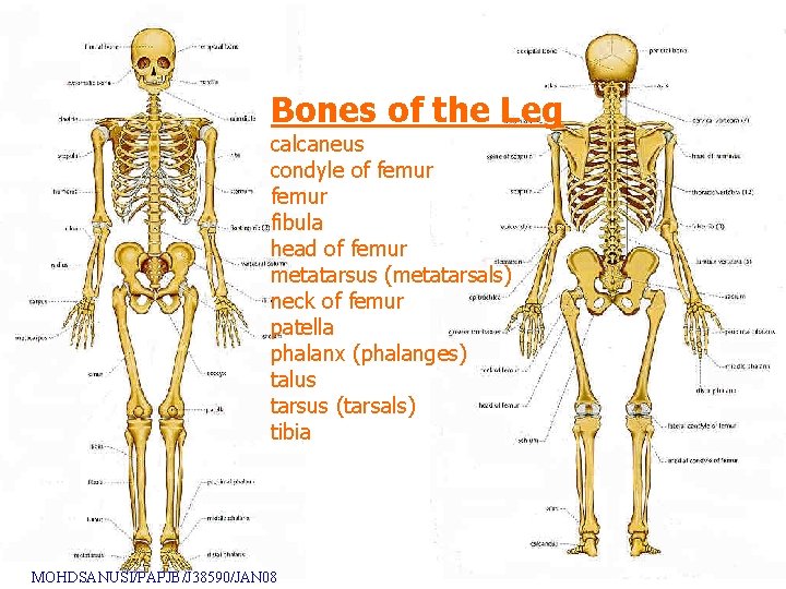 Bones of the Leg calcaneus condyle of femur fibula head of femur metatarsus (metatarsals)