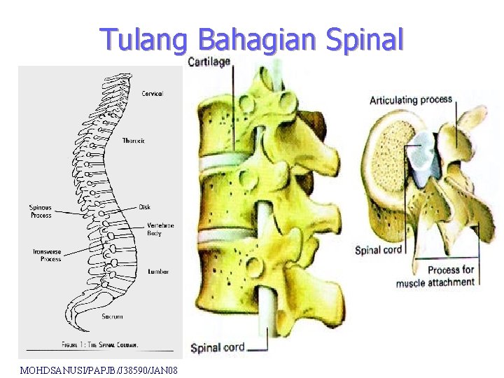 Tulang Bahagian Spinal MOHDSANUSI/PAPJB/J 38590/JAN 08 Tulang Bahagian Spinal MOHDSANUSI/PAPJB/J 38590/JAN 08