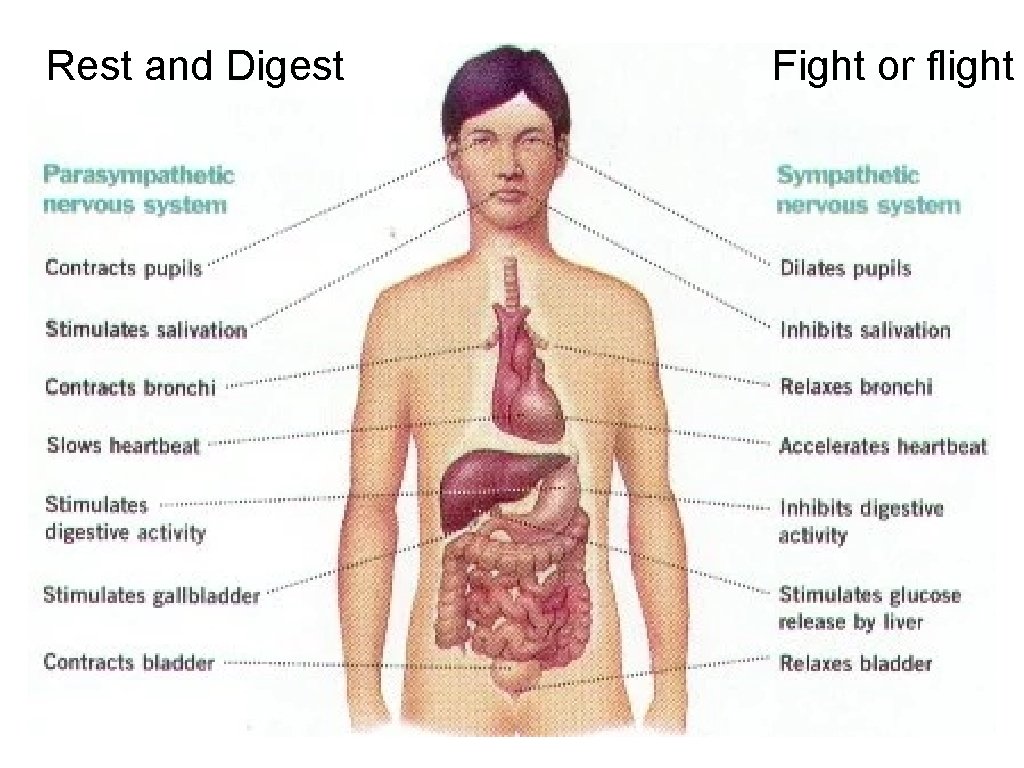 Rest and Digest Fight or flight Stress response 