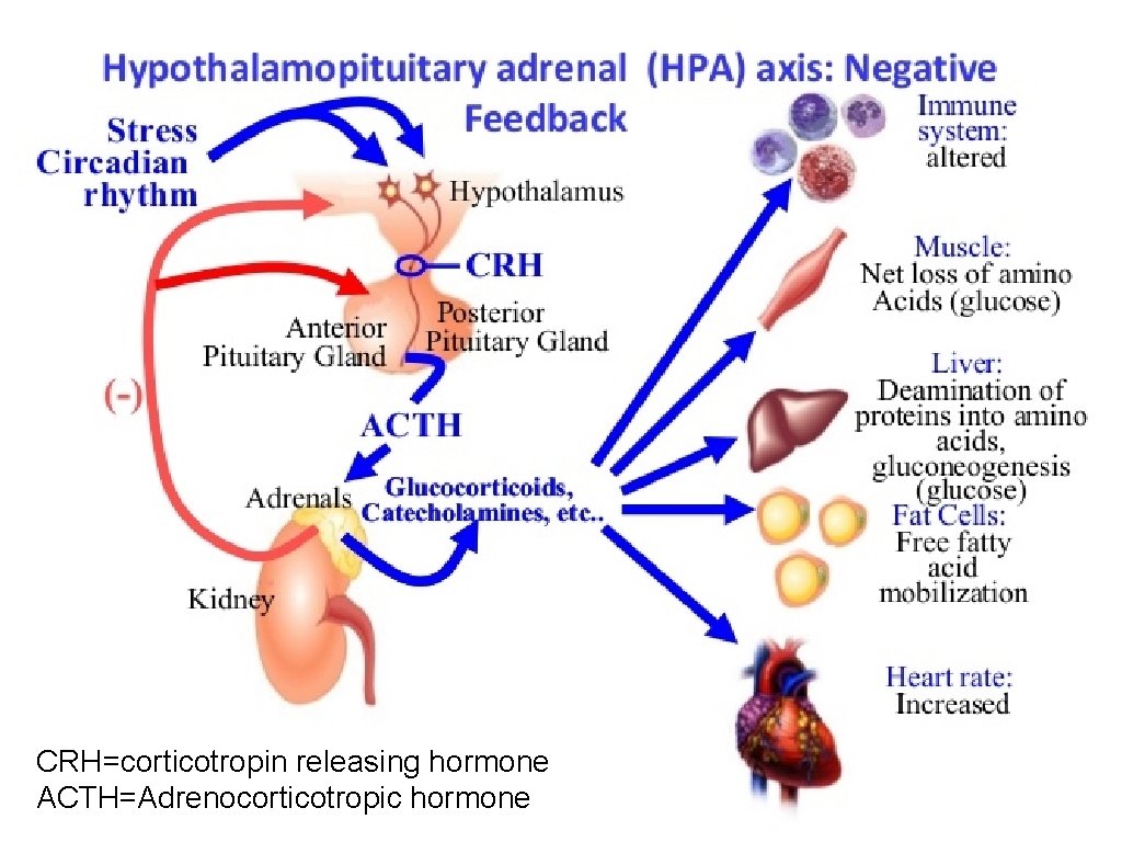 CRH=corticotropin releasing hormone ACTH=Adrenocorticotropic hormone 