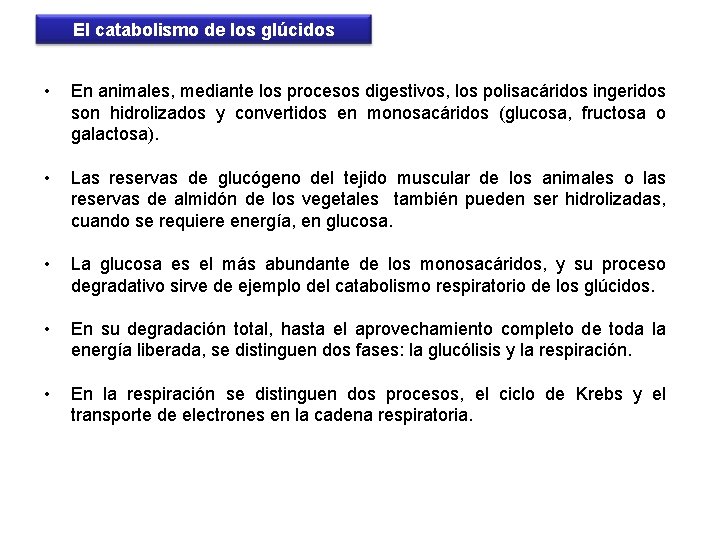 El catabolismo de los glúcidos • En animales, mediante los procesos digestivos, los polisacáridos