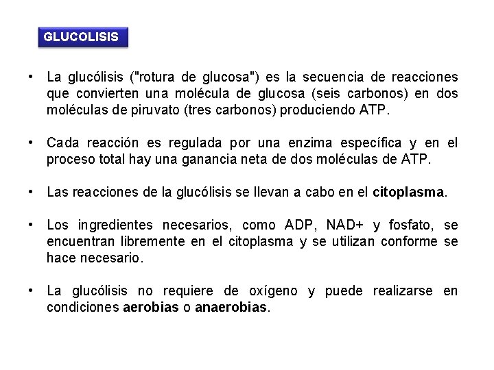 GLUCOLISIS • La glucólisis ("rotura de glucosa") es la secuencia de reacciones que convierten