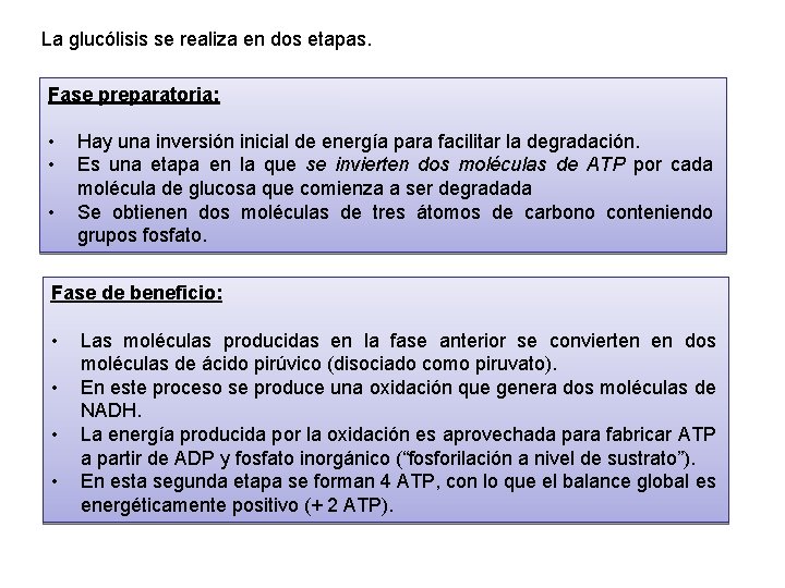 La glucólisis se realiza en dos etapas. Fase preparatoria: • • • Hay una