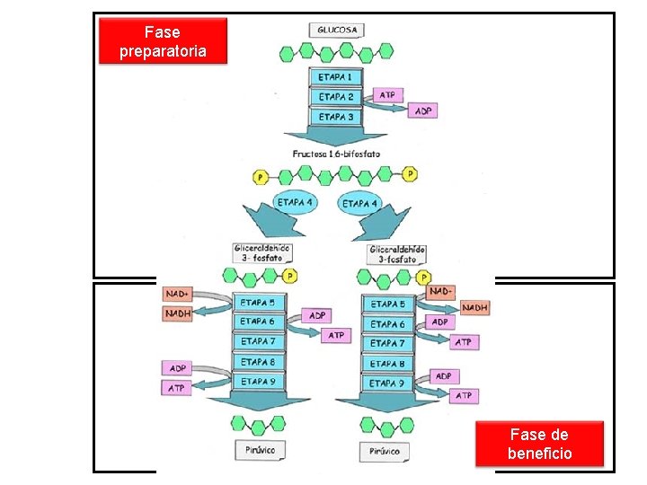 Fase preparatoria Fase de beneficio 