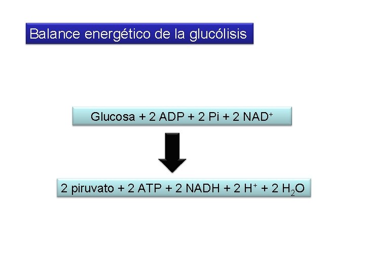 Balance energético de la glucólisis Glucosa + 2 ADP + 2 Pi + 2