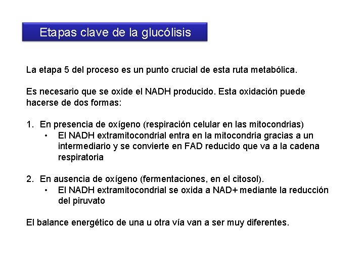 Etapas clave de la glucólisis La etapa 5 del proceso es un punto crucial