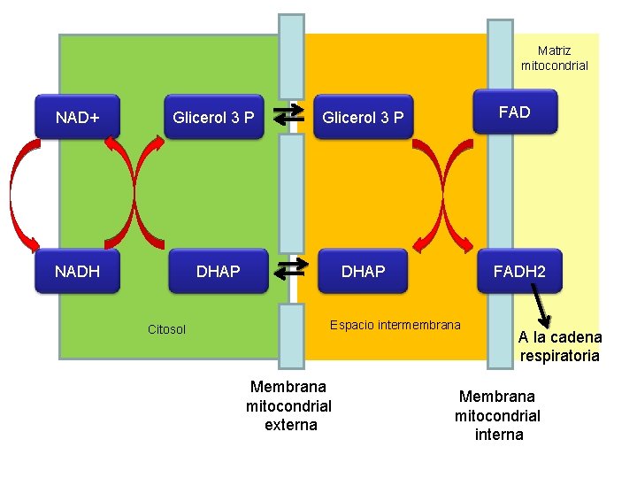 Matriz mitocondrial NAD+ Glicerol 3 P NADH DHAP Citosol FAD Glicerol 3 P DHAP