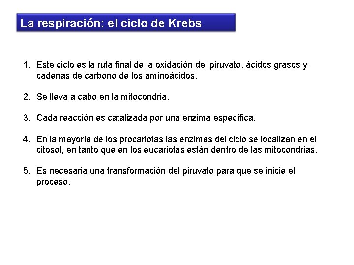 La respiración: el ciclo de Krebs 1. Este ciclo es la ruta final de