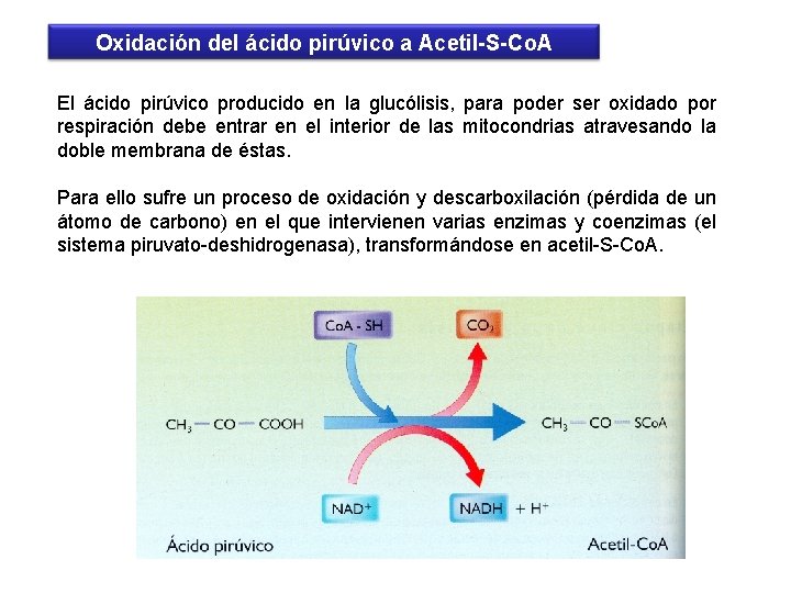 Oxidación del ácido pirúvico a Acetil-S-Co. A El ácido pirúvico producido en la glucólisis,
