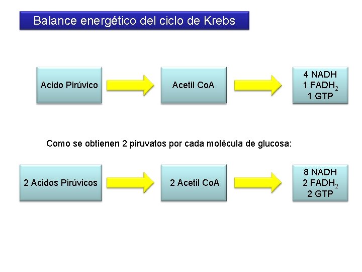 Balance energético del ciclo de Krebs Acido Pirúvico Acetil Co. A 4 NADH 1