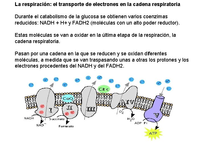 La respiración: el transporte de electrones en la cadena respiratoria Durante el catabolismo de