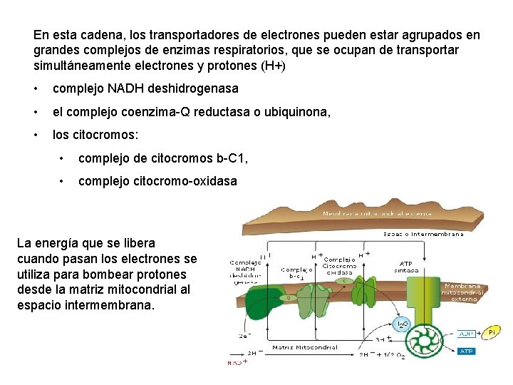 En esta cadena, los transportadores de electrones pueden estar agrupados en grandes complejos de