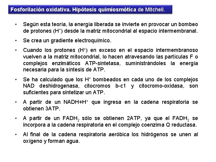 Fosforilación oxidativa. Hipótesis quimiosmótica de Mitchell. • Según esta teoría, la energía liberada se