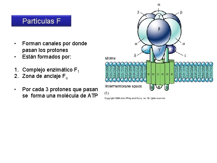 Partículas F • • Forman canales por donde pasan los protones Están formados por: