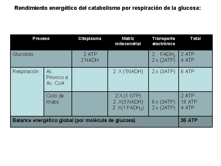 Rendimiento energético del catabolismo por respiración de la glucosa: Proceso Glucolisis Respiración Citoplasma Matriz