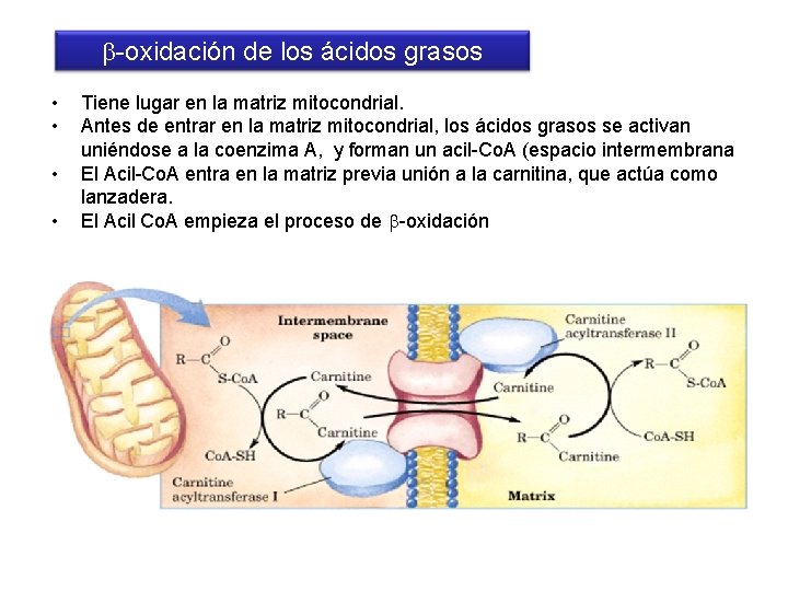  -oxidación de los ácidos grasos • • Tiene lugar en la matriz mitocondrial.
