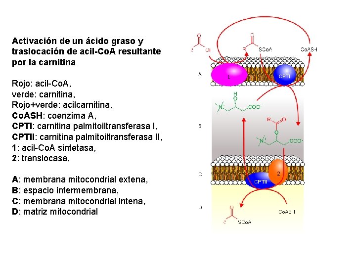 Activación de un ácido graso y traslocación de acil-Co. A resultante por la carnitina