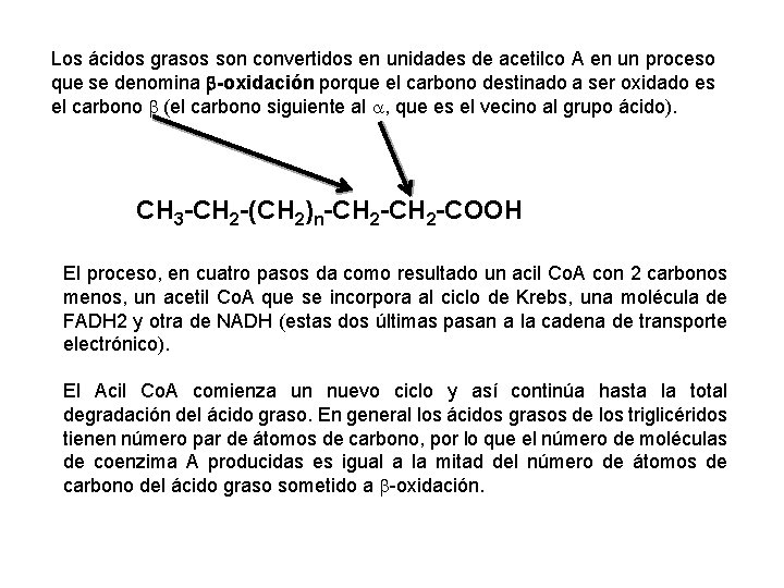 Los ácidos grasos son convertidos en unidades de acetilco A en un proceso que