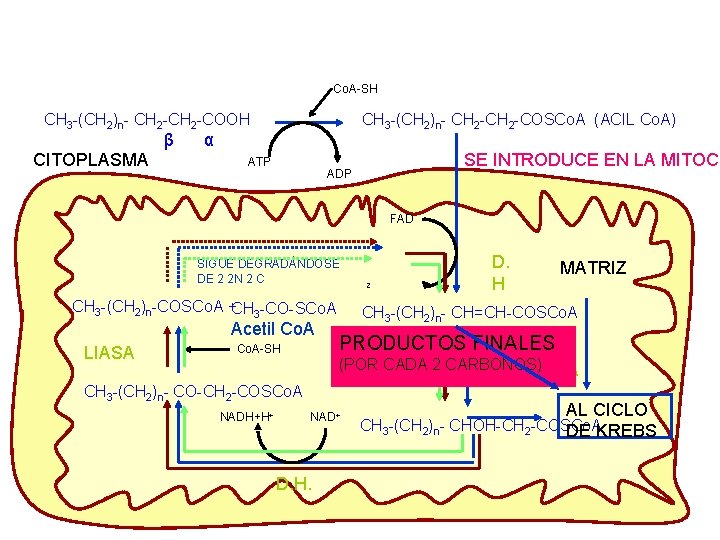 Co. A-SH CH 3 -(CH 2)n- CH 2 -COOH β CITOPLASMA CH 3 -(CH